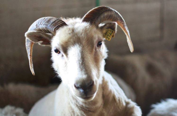 16901697_10155032728366112_328431707_n