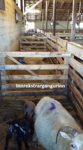 Innrekstrargangurinn